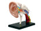 Auditory canal
